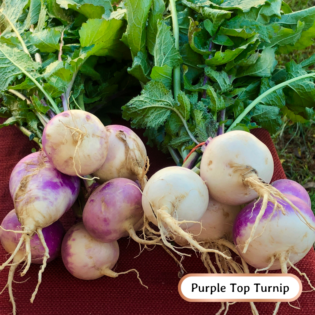 wheatandwildflower.ca bee kind soil builder regenerative seed blend purple top turnip