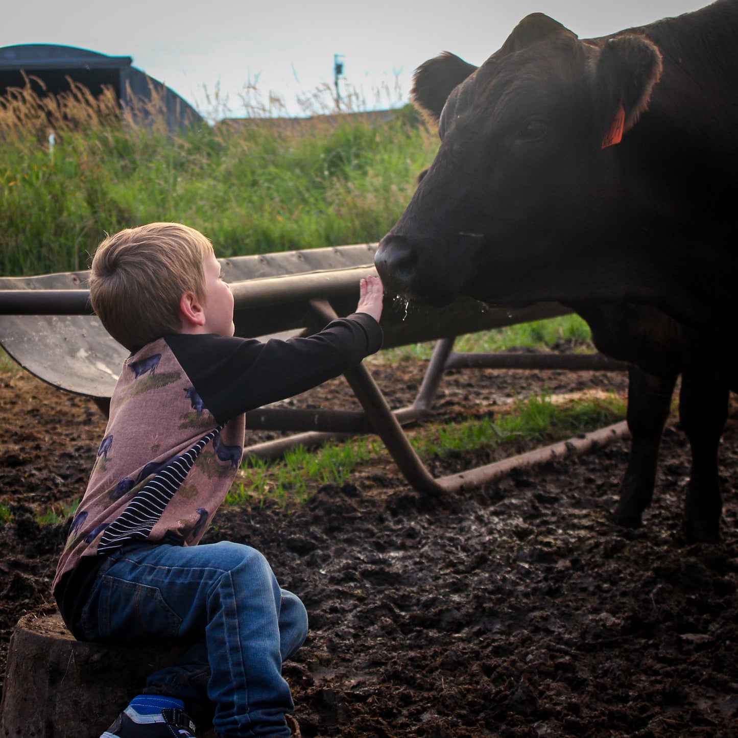 Support Your Local Farmers Pullover - Beef Cows