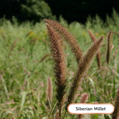 wehatandwildflower.ca bee kind soil builder regenerative seed blend siberian millet