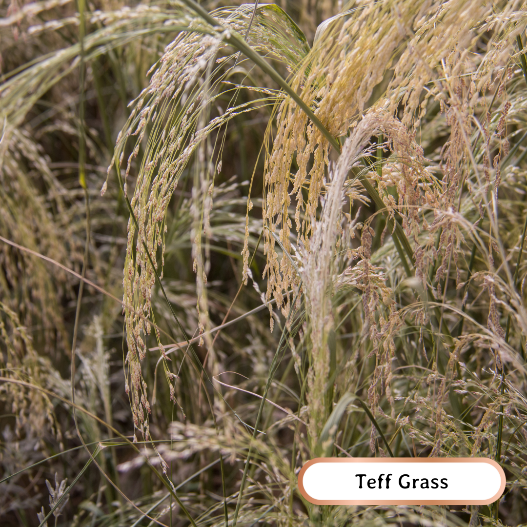 wheatandwildflower.ca bee kind soil builder regenerative seed blend teff grass