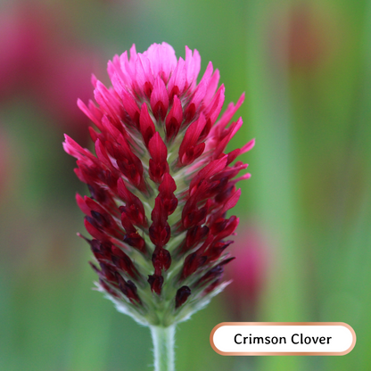 wheatandwildflower.ca bee kind soil builder regenerative seed blend crimson clover