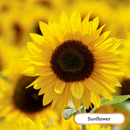 wheatandwildflower.ca bee kind soil builder regenerative seed blend sunflower