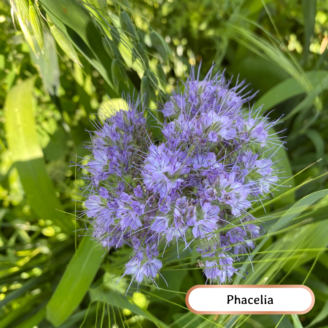 wheatandwildflower.ca bee kind soil builder regenerative seed blend phacelia