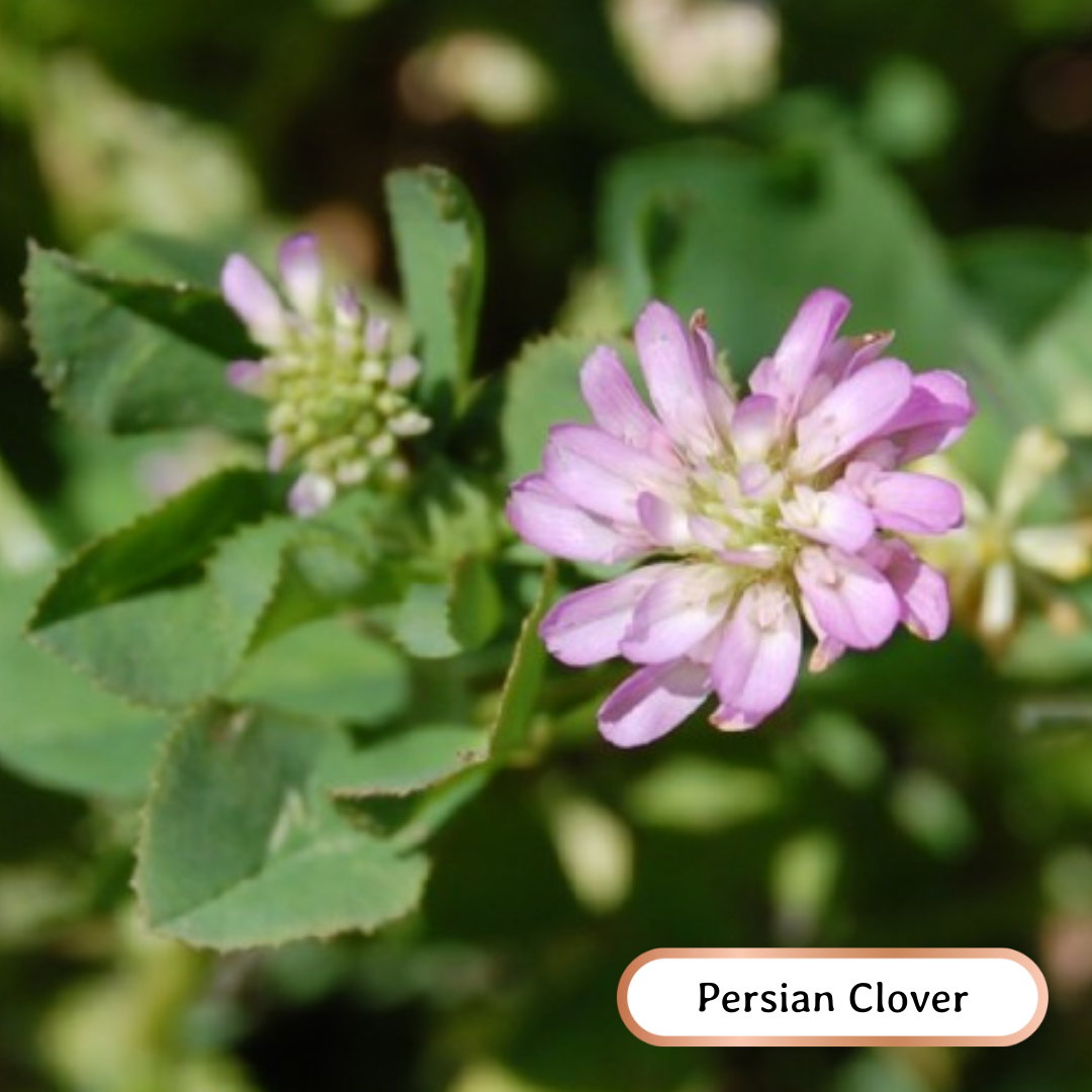 wheatandwildflower.ca bee kind soil builder regenerative seed blend persian clover